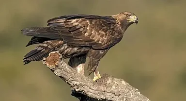 DOĞANIN EN HIZLISI IĞDIR'DA ORTAYA ÇIKTI!