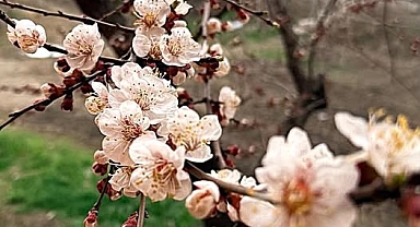 IĞDIR’A DON ALARMI: ÇİFTÇİLER DİKKAT!