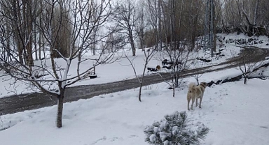 IĞDIR’A KAR YAĞDI