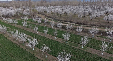 Iğdır’da Kayısı Bahçeleri Gelinlik Giydi: 350 Bin Ağaç Çiçek Açtı