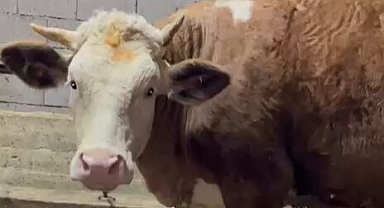 IĞDIR’DA KÜPELEME İSYANI