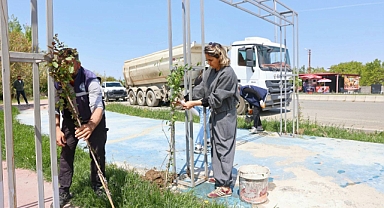 Iğdır’da Yeşil Hamle: İskender Iğdır 3. Etap Caddesi Ağaçlandırıldı