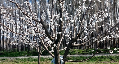 Iğdır’da Zirai Don Alarmı: Kayısı Başta Olmak Üzere Ürünler Risk Altında