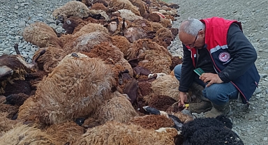 ARI DEHŞETİ: 816 KOYUN CAN VERDİ, IĞDIR YASA BOĞULDU