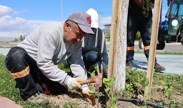 IĞDIR BELEDİYESİ’NDEN YEŞİL DOKUNUŞ: ŞEHİR GENELİNDE ÇALIŞMALAR SÜRÜYOR