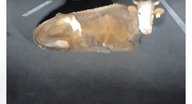     Iğdır’da Karanlık Yolda Korkutan Manzara