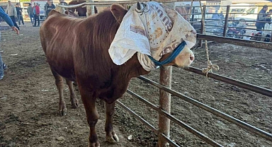 “Iğdır’da Kurban Cep Yakınca Tercihler Değişti”