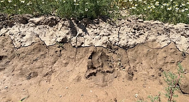 Karakoyunlu’da Ayı Korkusu Yeniden Başladı