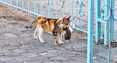     Tahliye Edilen Okulda İnsanlık Dersi: Kediyi ve Yavrularını Yalnız Bırakmadı