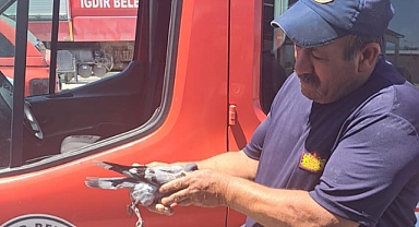 Çatıda Mahsur Kalan Yaralı Güvercin Kurtarıldı