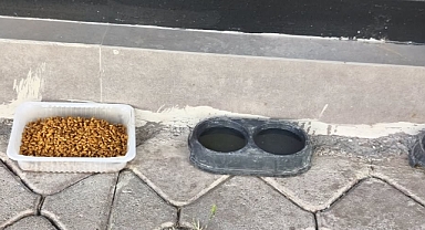 Iğdır’da Örnek Duyarlılık: Kavurucu Sıcakta Can Dostlarına Bir Kap Su, Bir Kap Mama