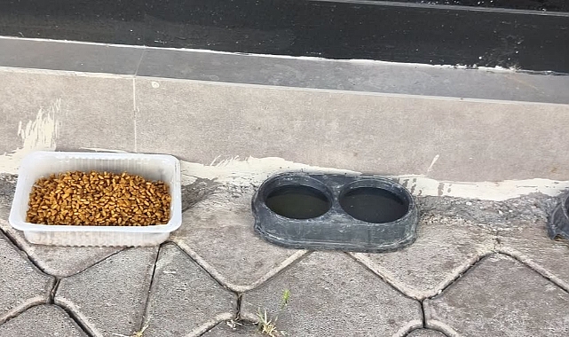 Iğdır’da Örnek Duyarlılık: Kavurucu Sıcakta Can Dostlarına Bir Kap Su, Bir Kap Mama