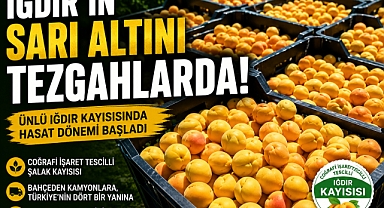 IĞDIR'IN DÜNYACA ÜNLÜ ŞALAK KAYISISI TEZGAHLARDA