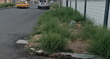 DİKENLER KALDIRIMI İŞGAL ETTİ, VATANDAŞ ÖLÜMLE BURUN BURUNA!