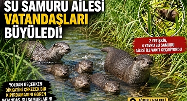 Su Samuru Ailesi Vatandaşların İlgi Odağı Oldu
